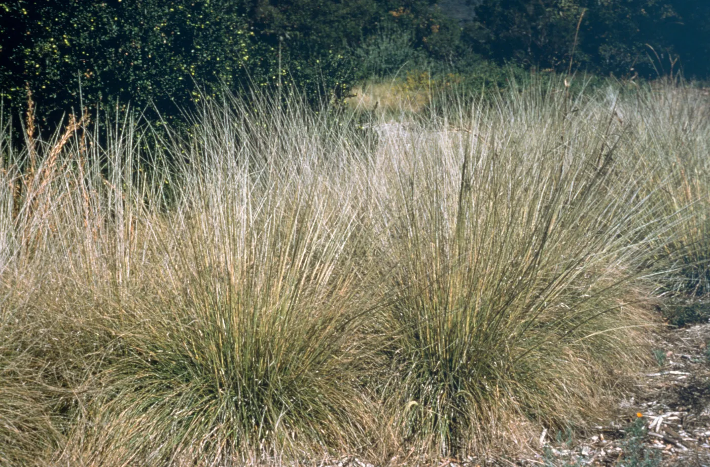 Muhlenbergia rigens