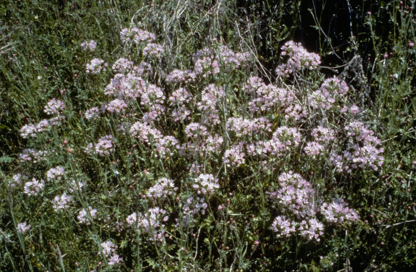 Allium unifolium 