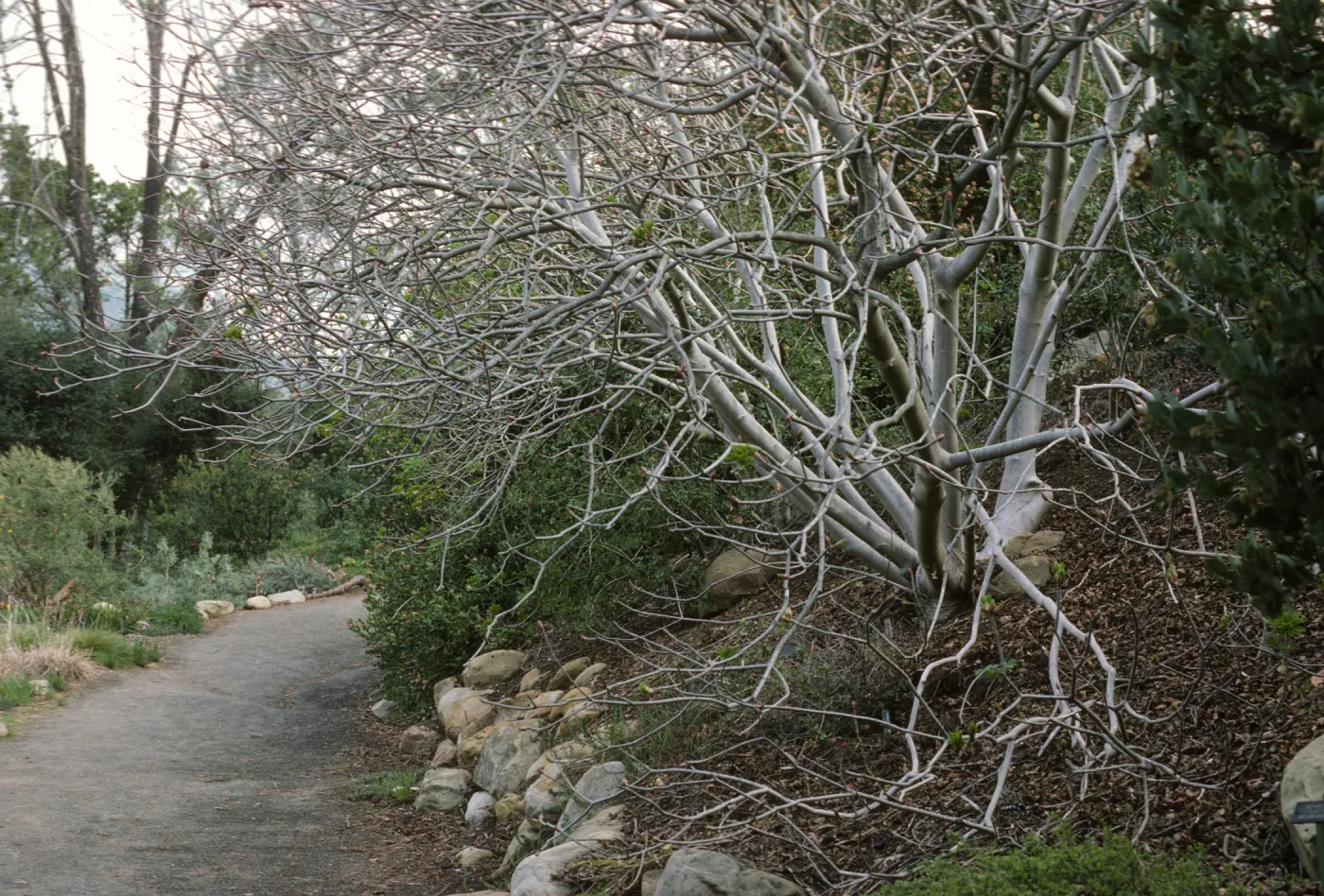 Aesculus at SBBG