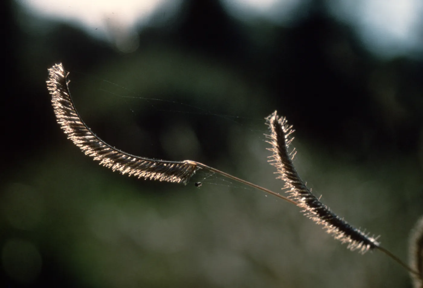 Bouteloua gracilis flowers