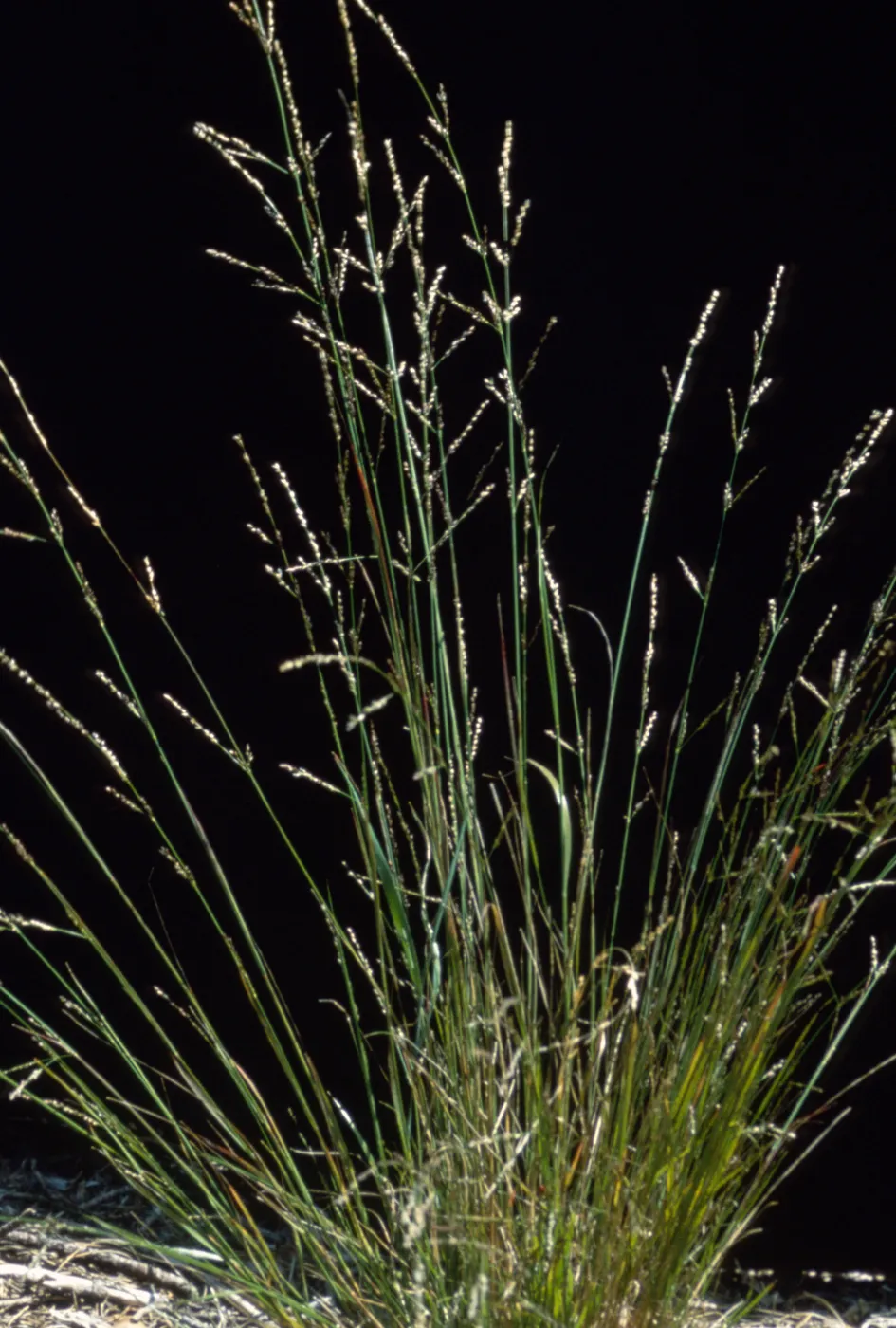 Melica imperfecta