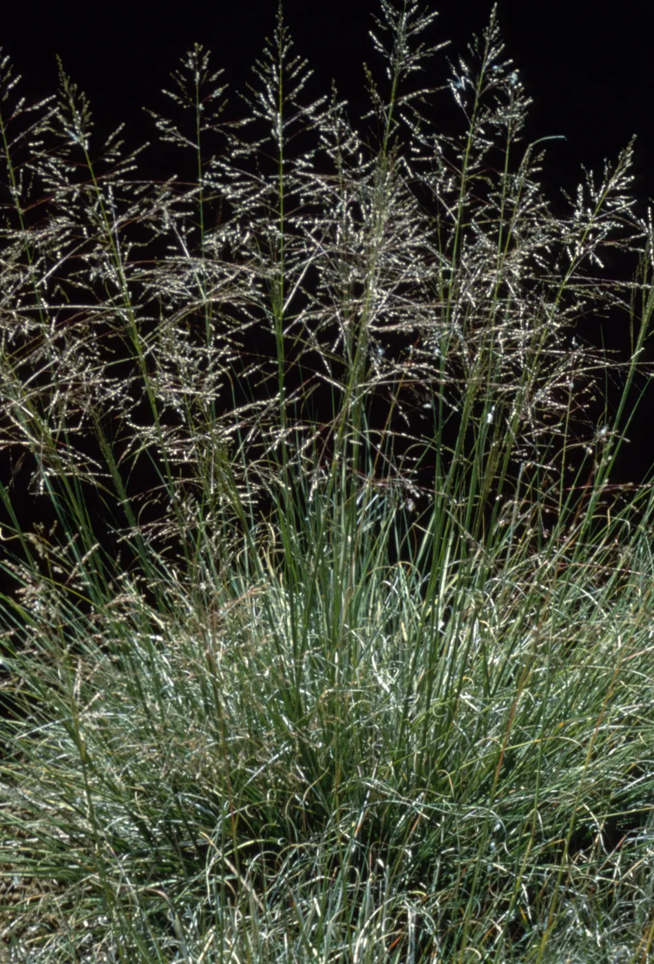 Sporobolus airoides
