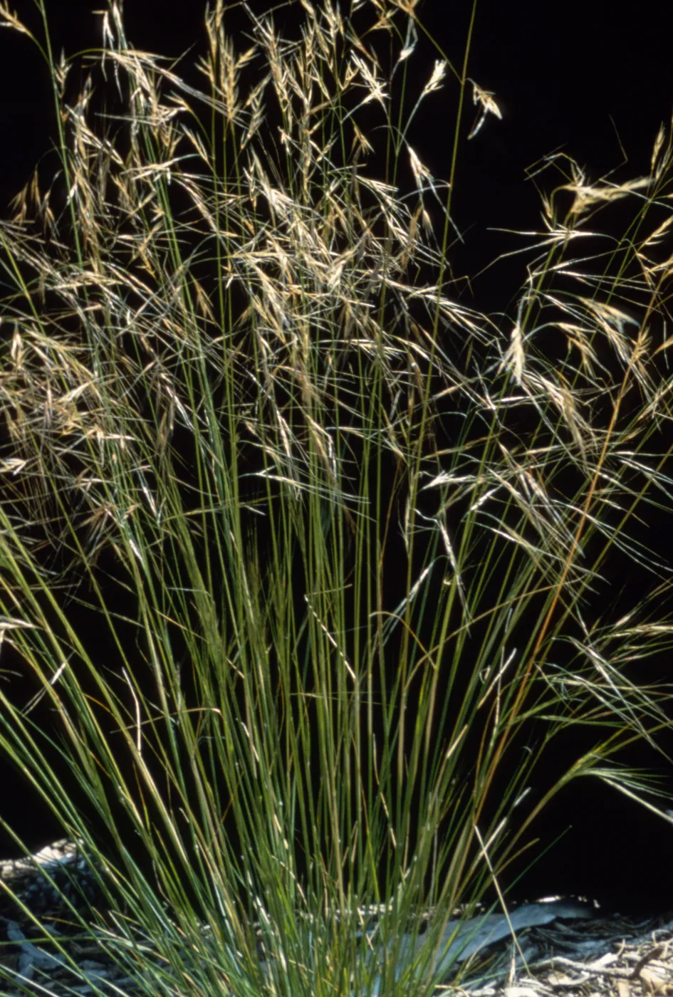 Stipa comata