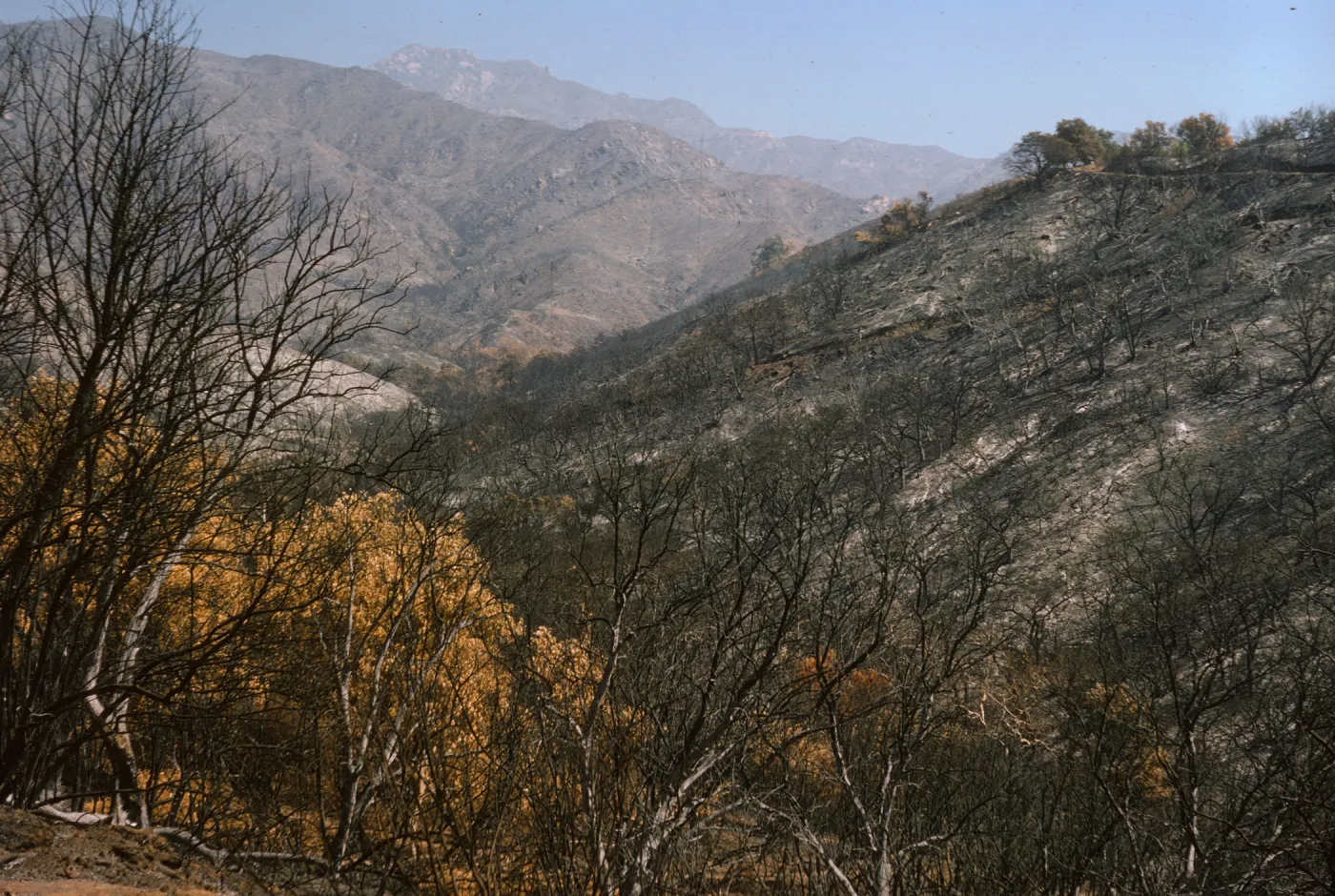 Burn from Coyote Fire, east of Mission Canyon Road, slope of Santa Barbara Botanic Garden