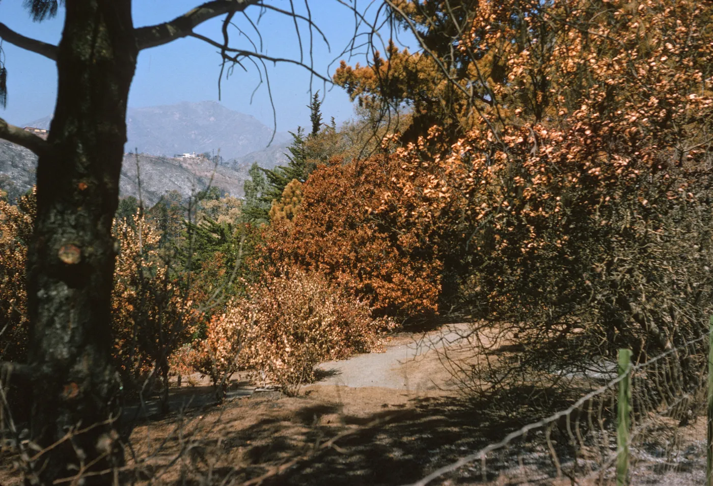 Porter Trail after Coyote Fire