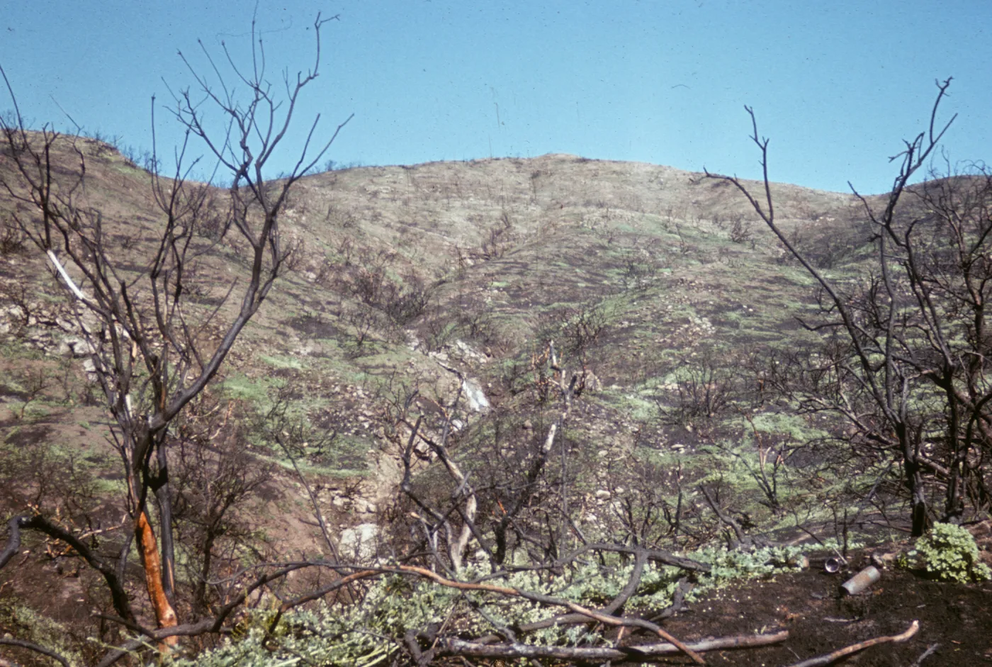 Greening after Coyote Fire, back slope of Santa Barbara Botanic Garden 4 months later