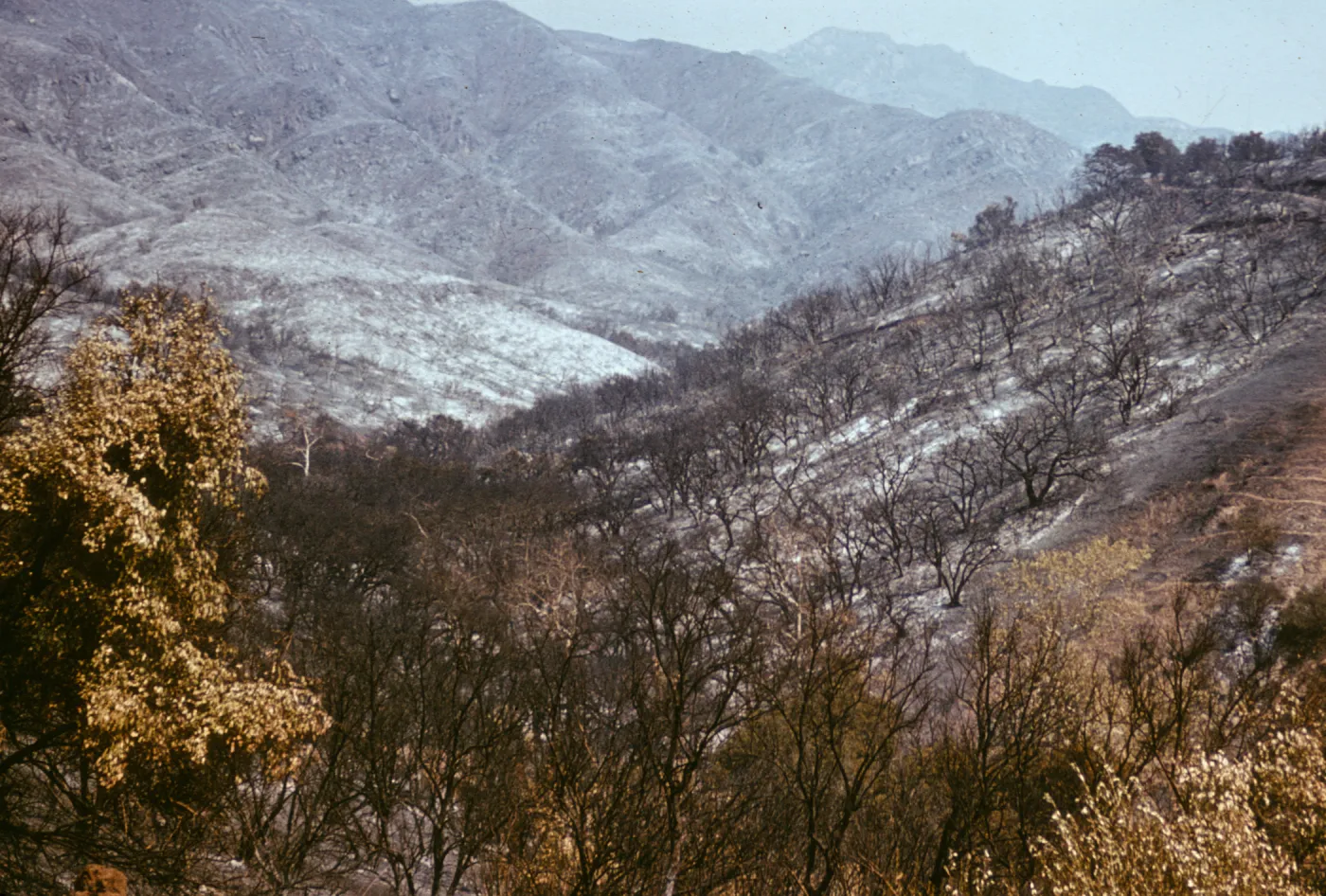 Coyote burn on Santa Ynez Mountains, view from Porter Trail