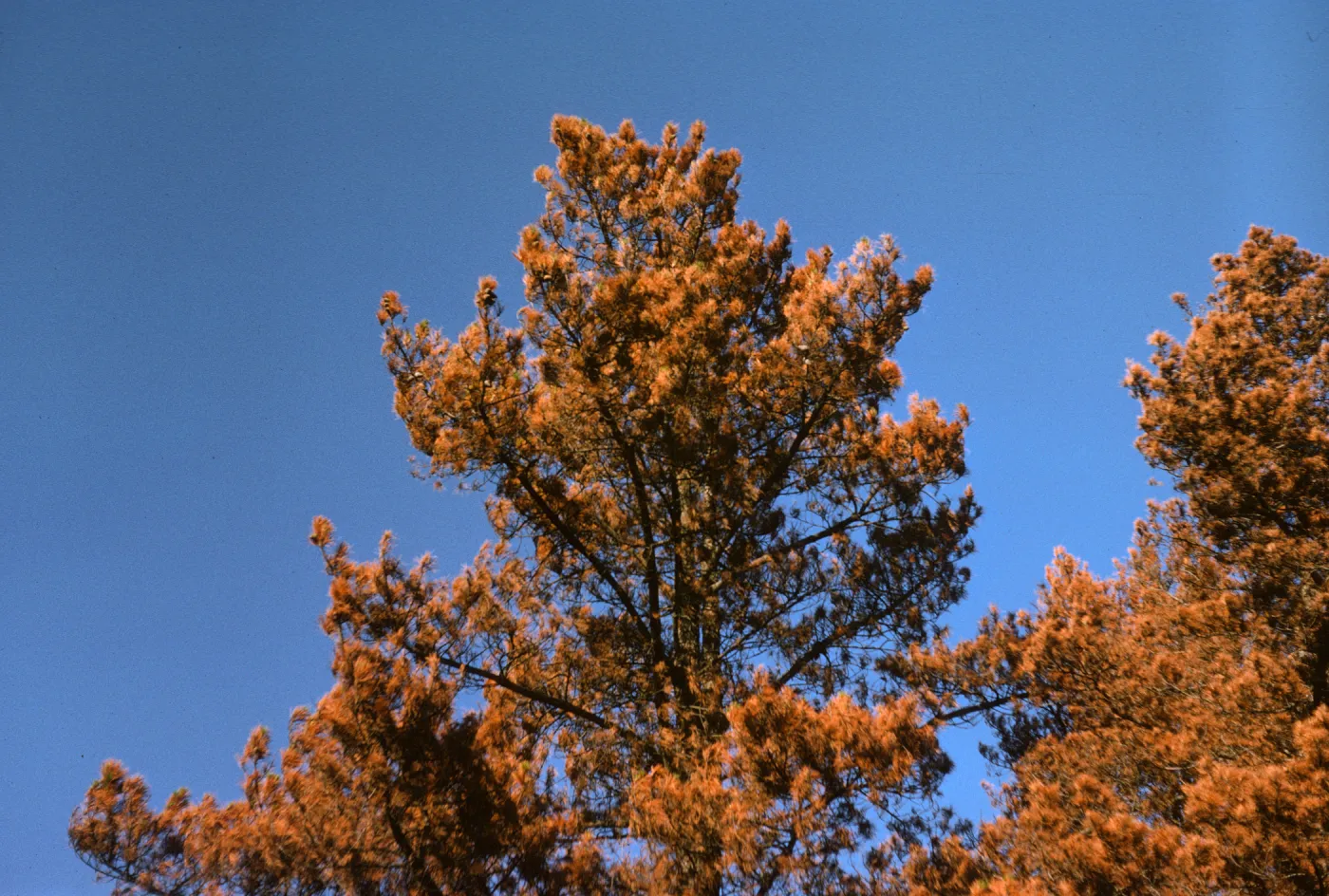 Pinus radiata - tops of scorched trees