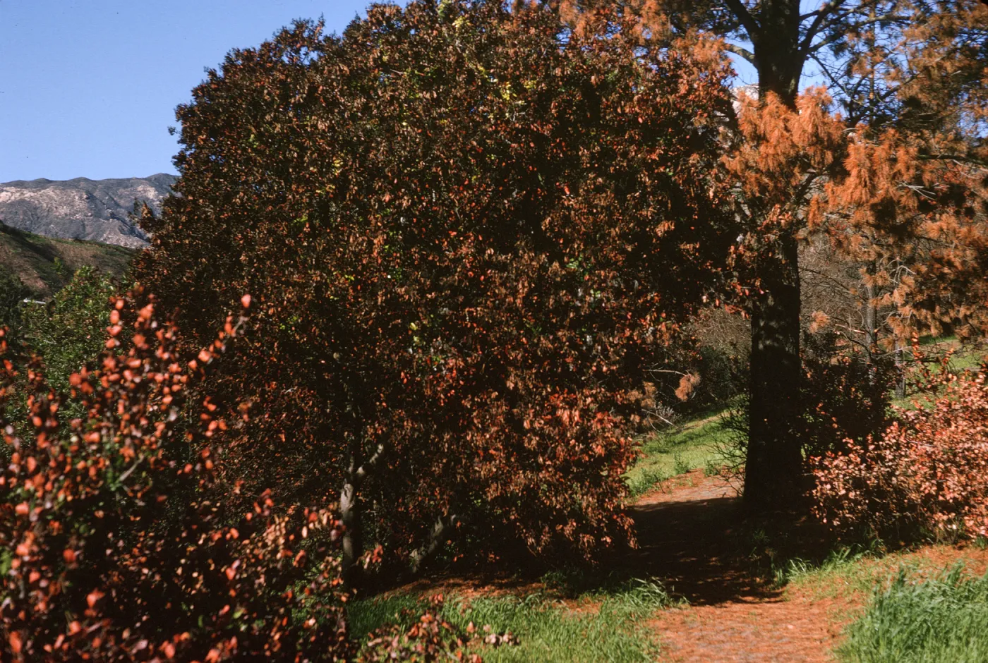 Porter Trail after Coyote Fire burn