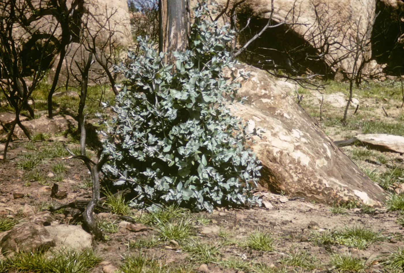 Eucalyptus globulus stump sprouting after Coyote Fire