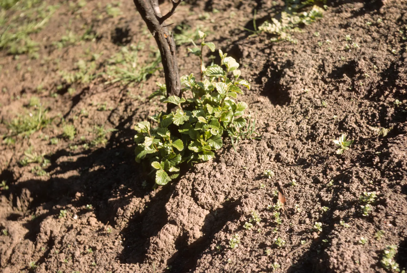 Cercocarpus sprouting 2 months after Coyote Fire