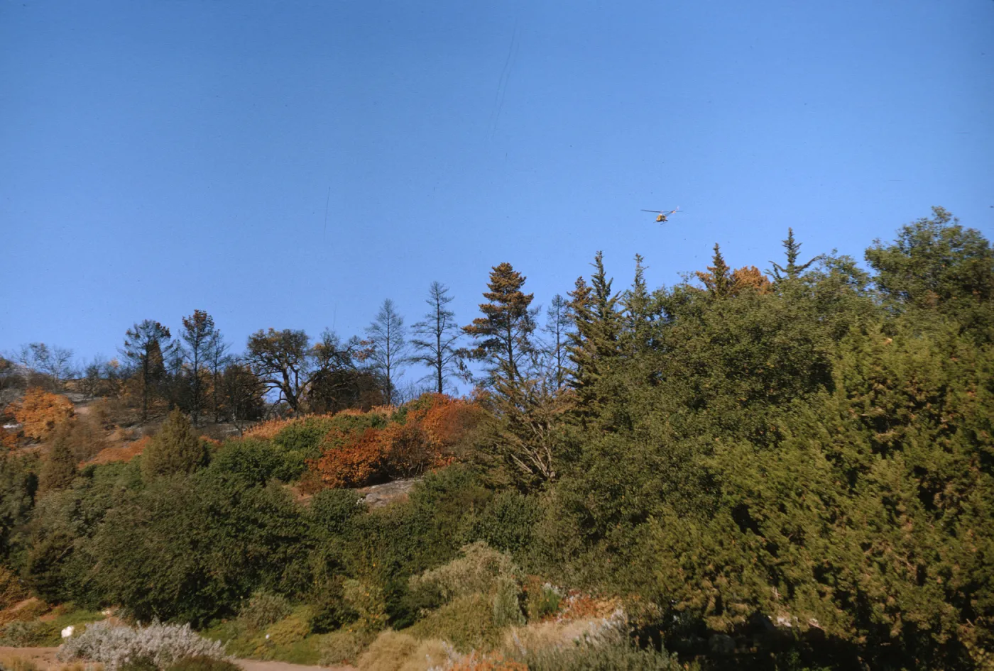 Seeding from helicopter after Coyote fire