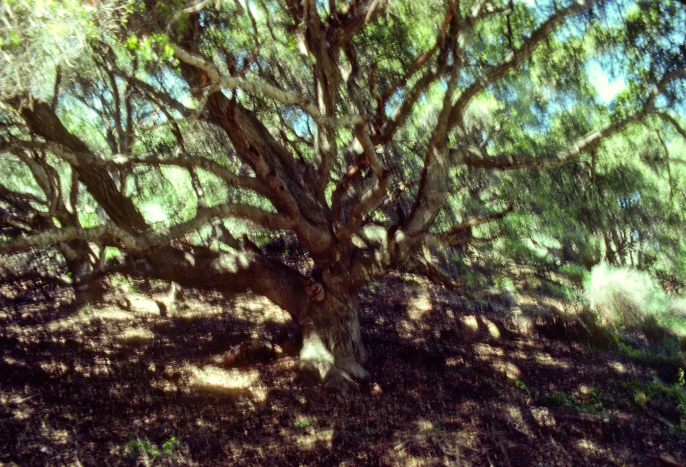 Santa Cruz Island
