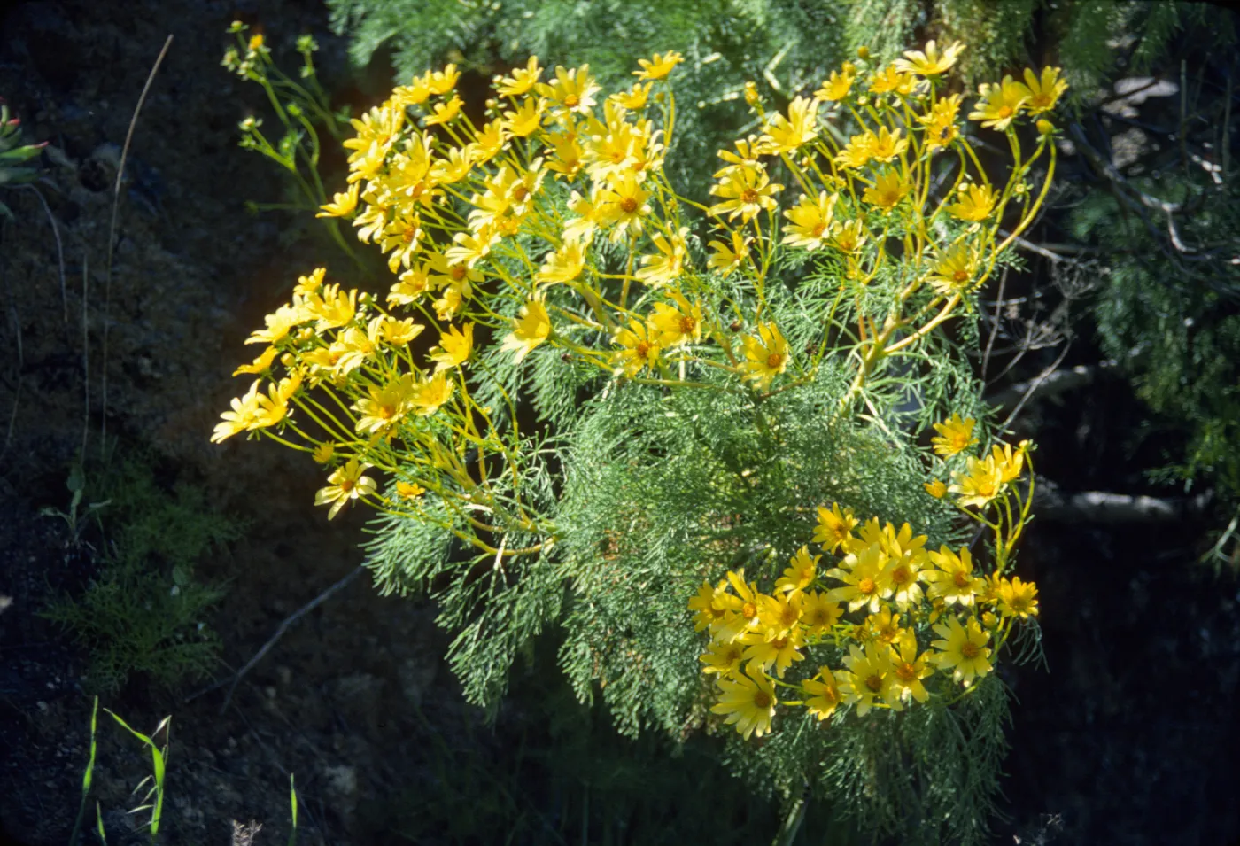 Coreopsis gigantea