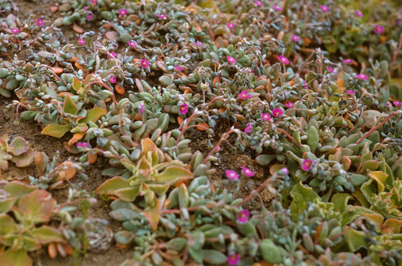 Mesembryanthemum, Anacapa Island, Calandrinia maritima in bloom