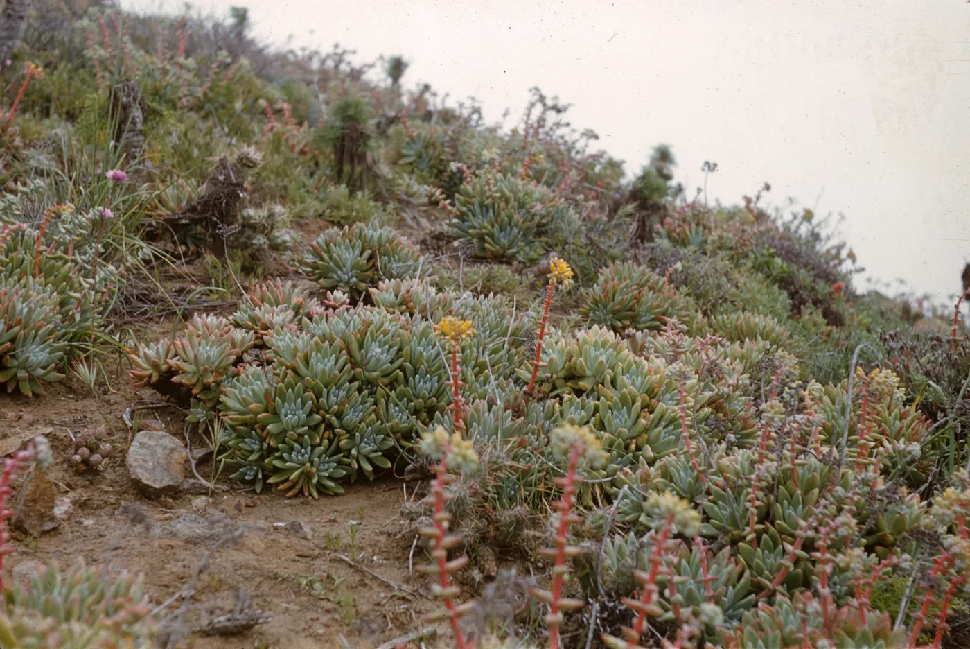 Anacapa Island, Dudleya caespitosa in flower