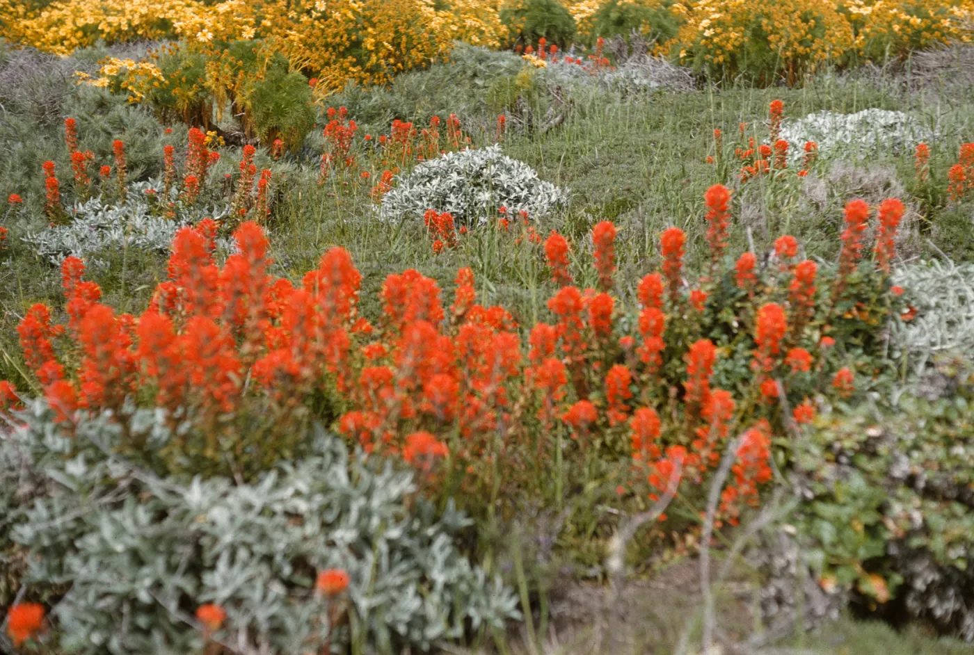 Castilleja on Anacapa Island