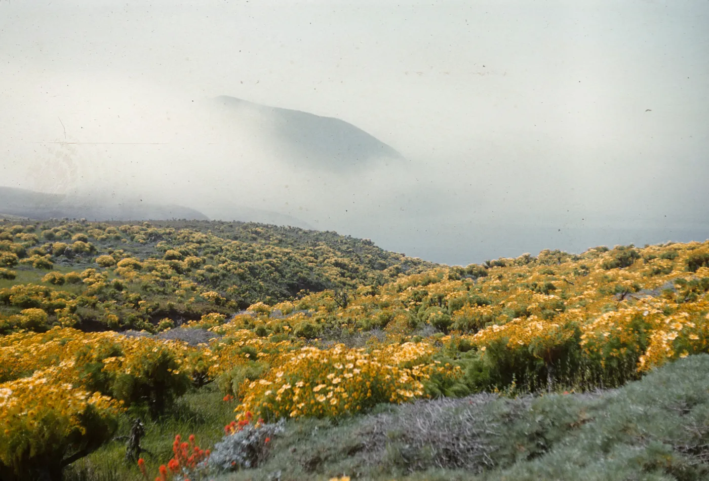 Coreopsis gigantea on Anacapa Island