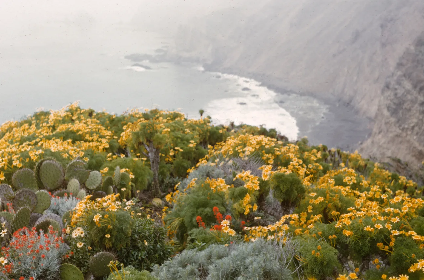 A clifftop covered in flat, round cacti and bushy plants flowering in yellow and orange. In the background, a steep cliff above a beach is visible amidst a misty haze.