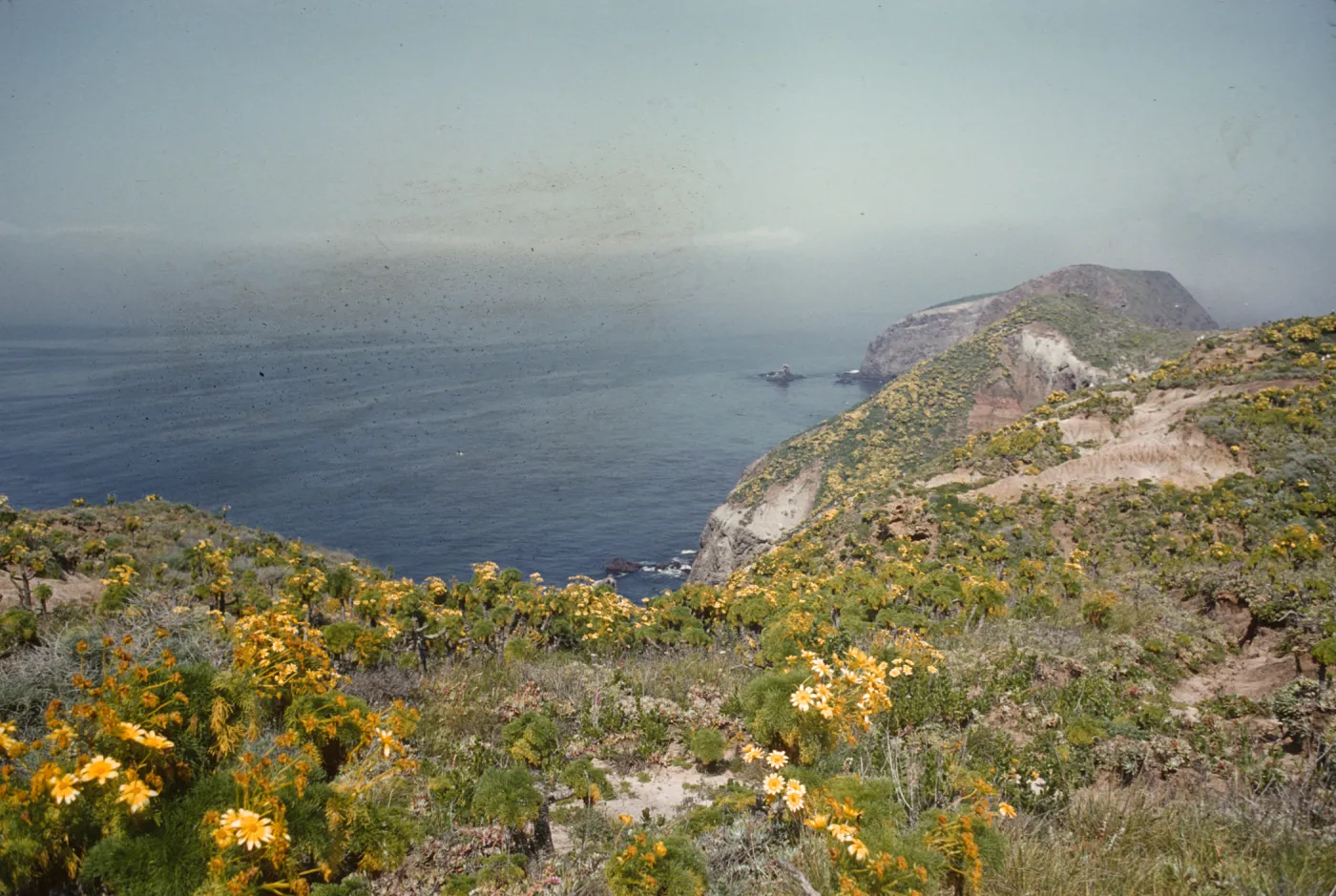 A clifftop dotted with yellow-flowered bushy plants overlooking the ocean.