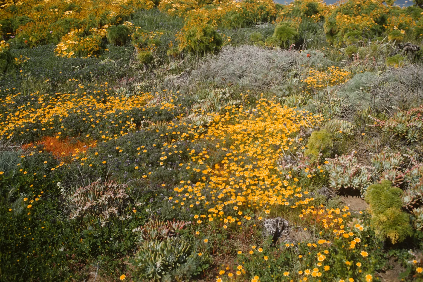 An open area covered with yellow wildflowers and other small plants in various shades of green. 
