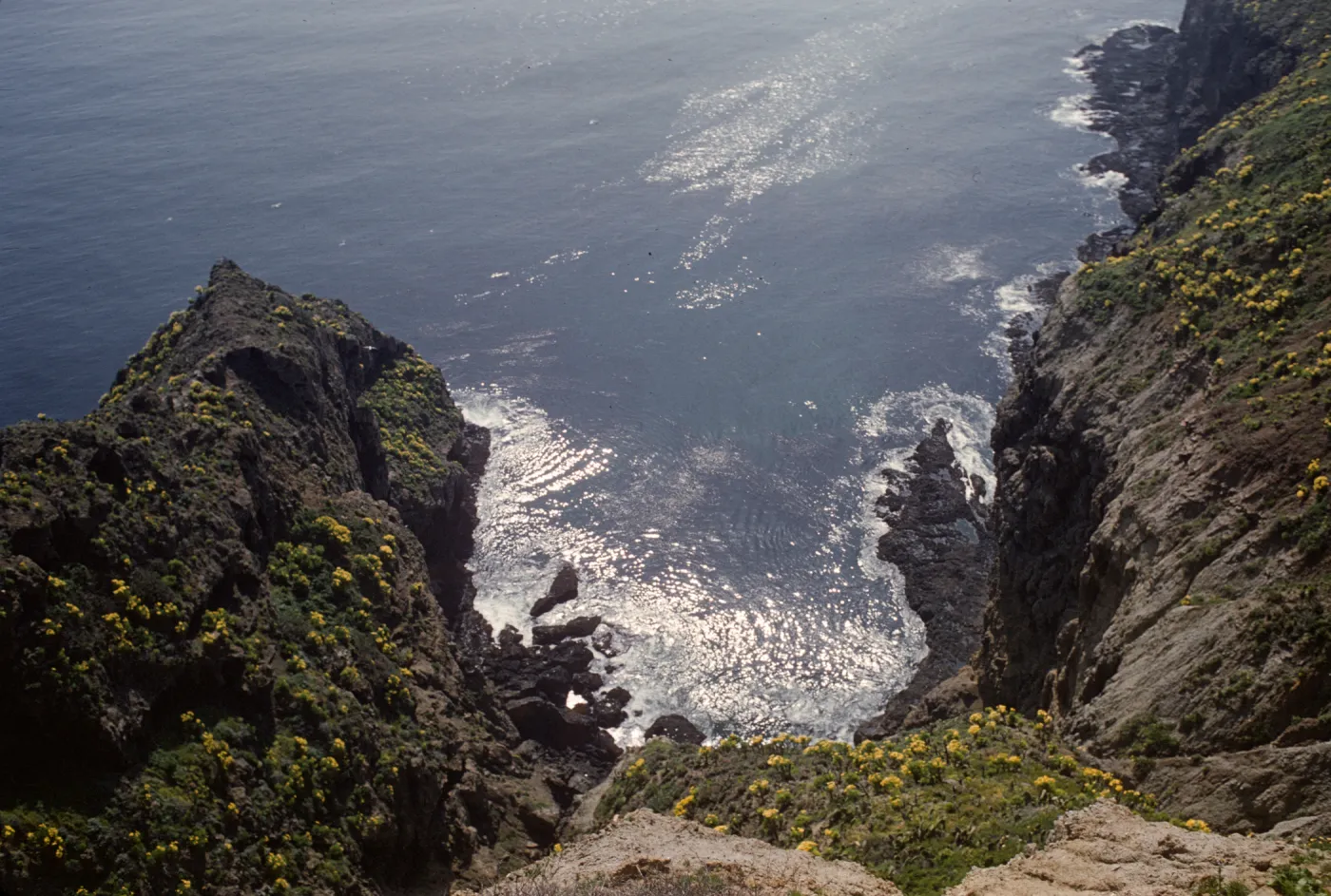 A downward view of a cliff over a small, rocky, U-shaped cove, The tops and walls of the cliff are dotted with yellow flowers and bright green moss.