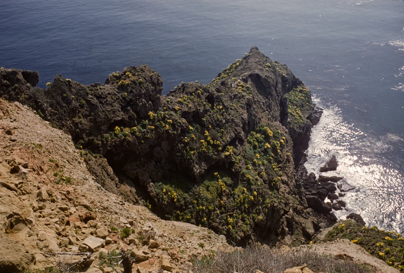 A downward view of a cliff that juts out into the ocean. The dark stone of the cliff is dotted with yellow flowers and bright green moss. 