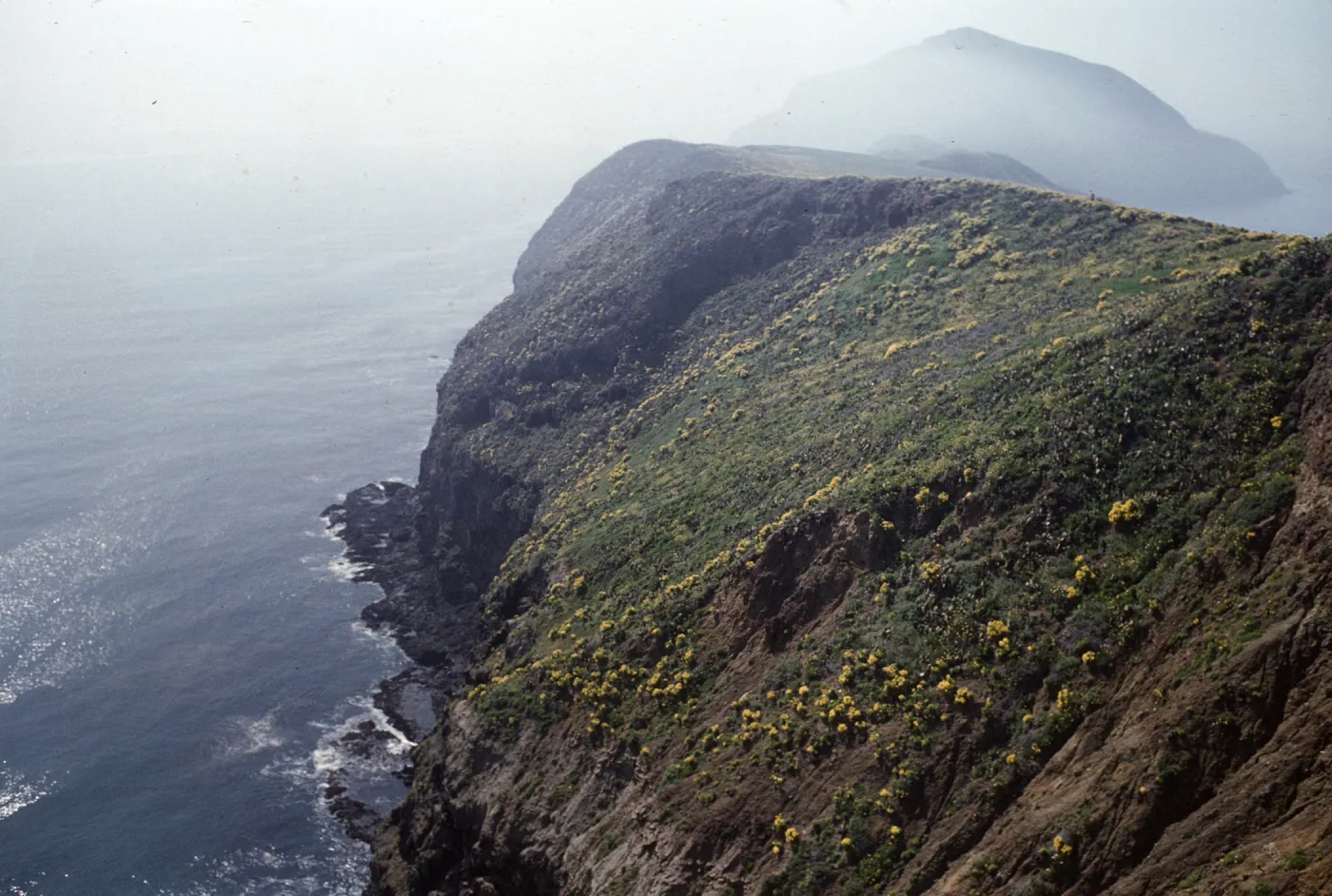 A line of cliffs dotted with yellow flowers and bright green moss above a rocky ocean shore. Cliffs in the distance are partially obscured by fog.