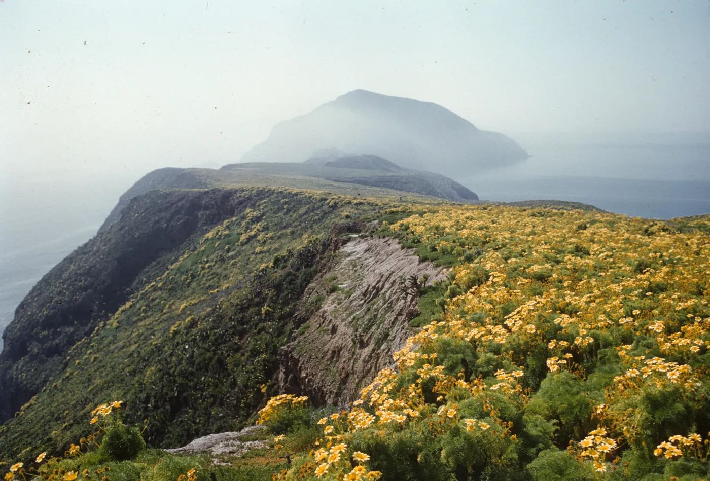 A line of cliffs curves off into the distance, with further cliffs in the partially obscured by fog. The top of the cliffs in the foreground are covered with yellow flowering plants.