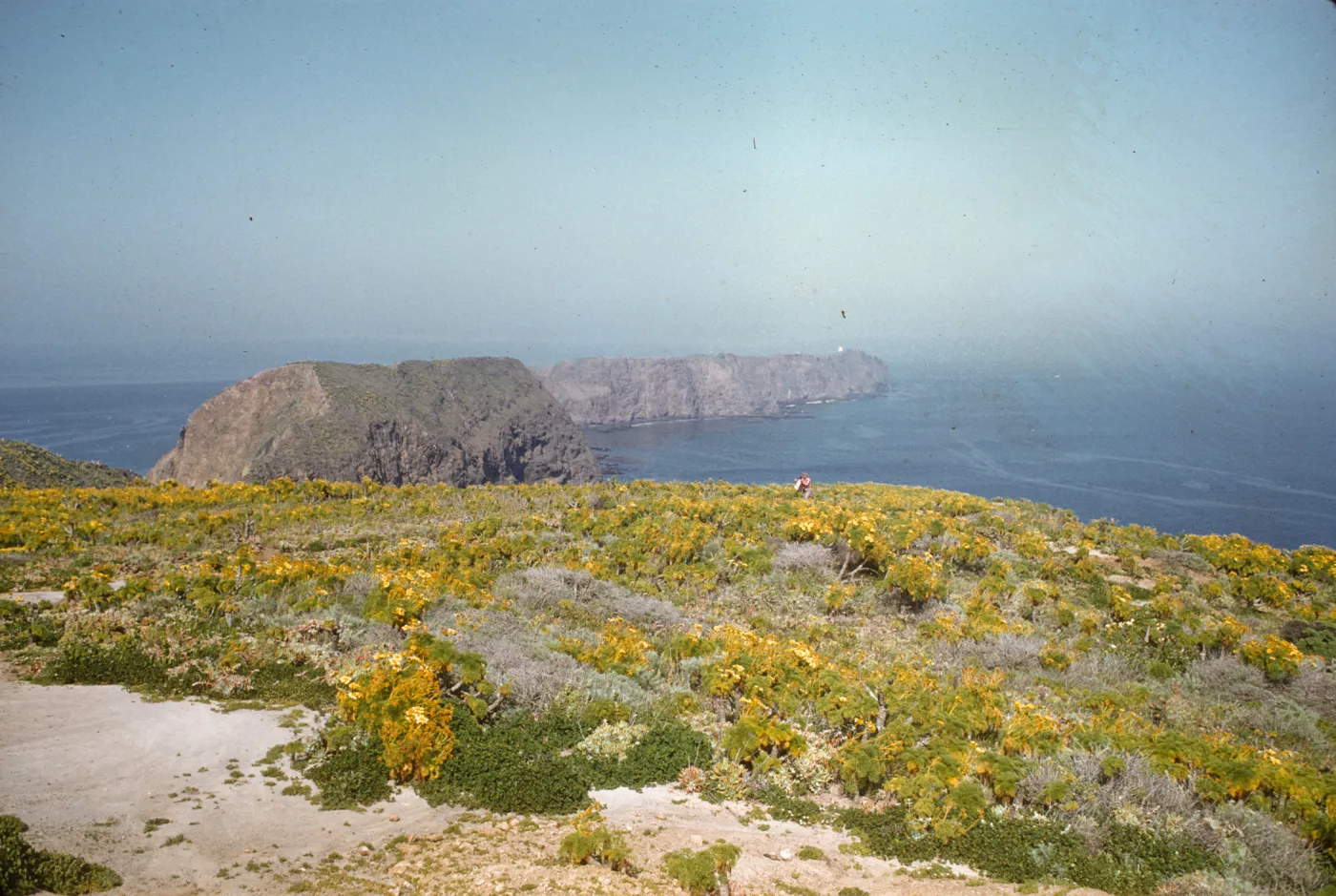 A sandy colored clifftop dotted with yellow flowers. In the background, a line of cliffs extends into the ocean.
