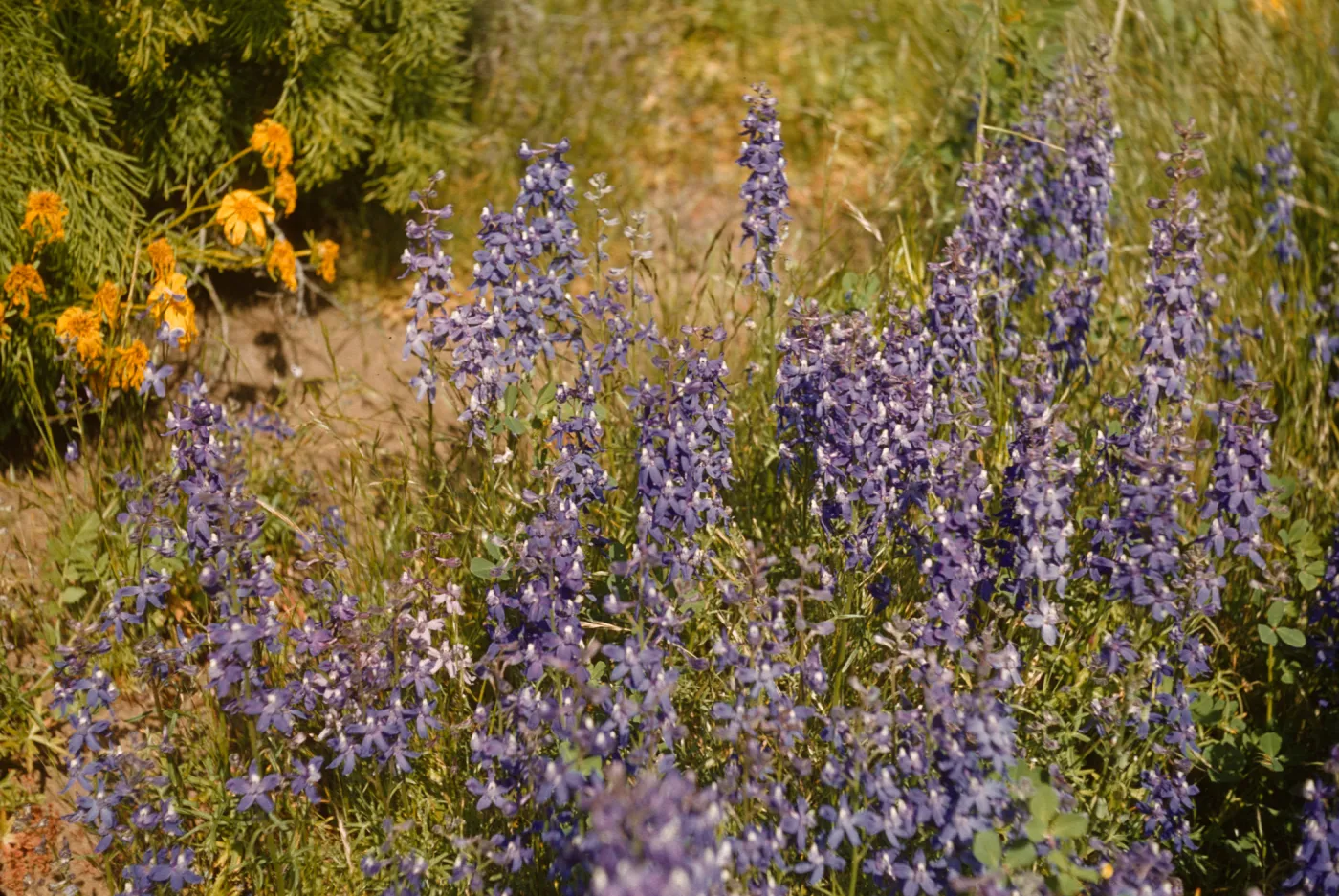 A group of small, lavender colored flowers growing in cone shaped clusters. A small group of yellow flowers emerge from some foliage to the side of the purple flowers.  