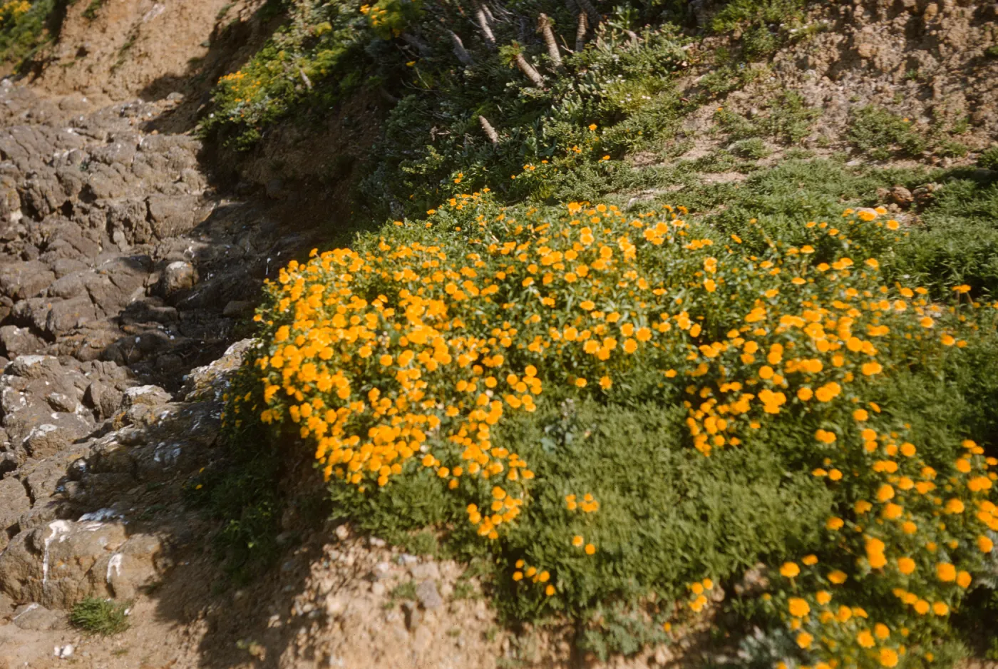 A large group of yellow flowers grows out of a patch of greenery at the edge of a small, rocky gully. 
