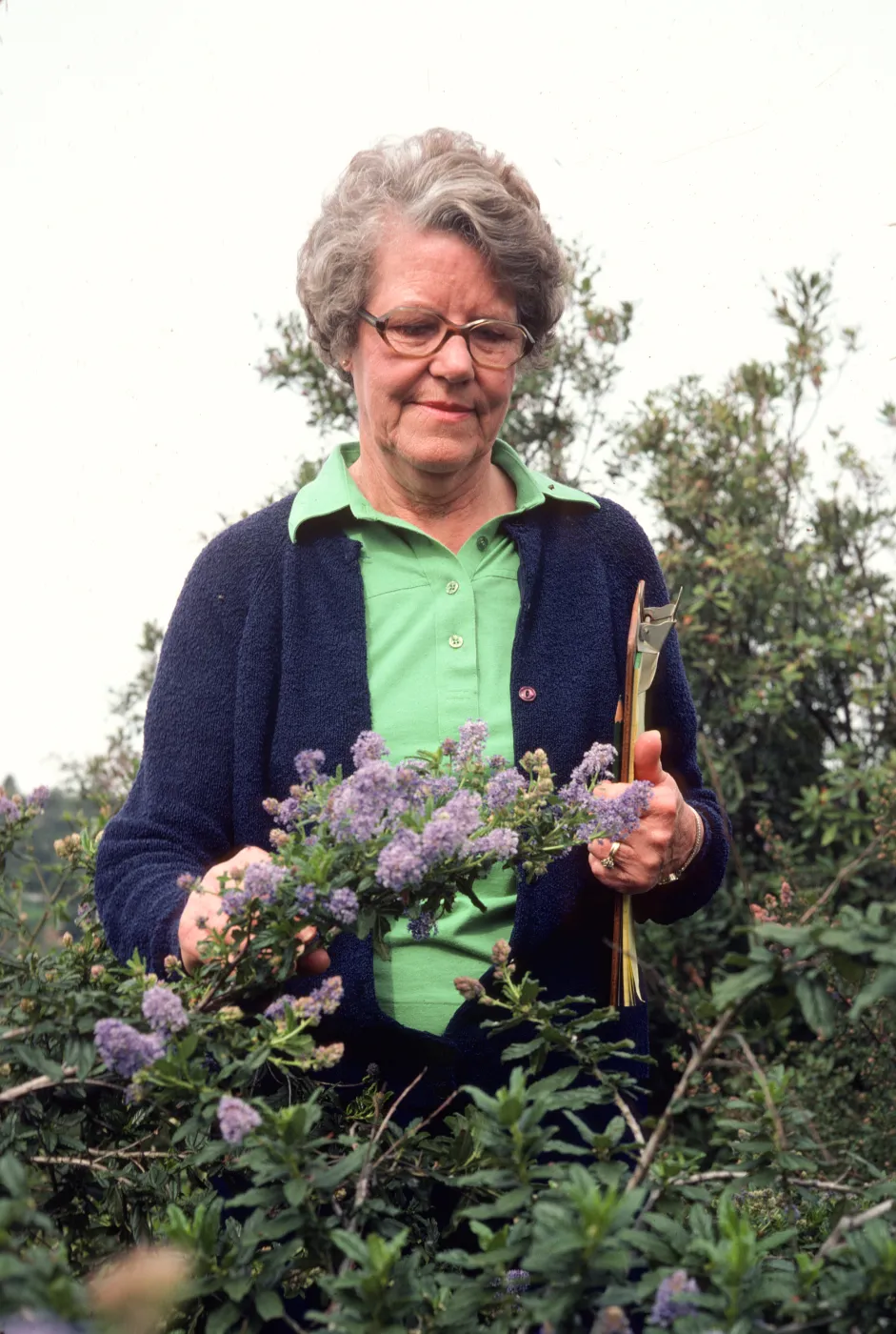 An older woman wearing glasses and a green shirt and navy sweater stands in waist high vegetation. She is examining a thin branch laden with clusters of lavender colored flowers and has a clipboard tucked under her left arm. 