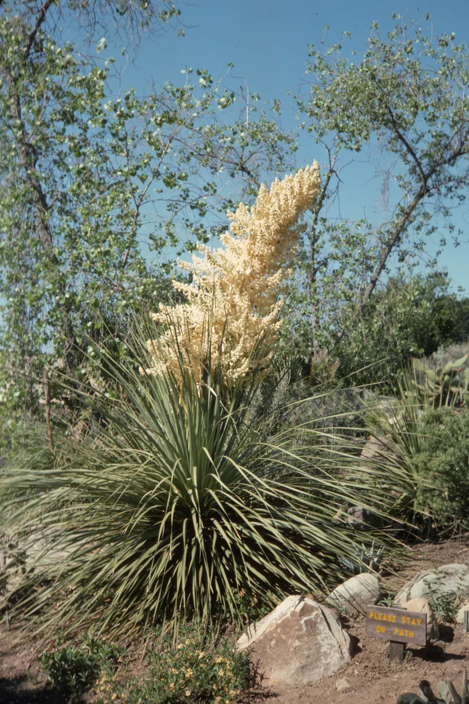 A large plant with spiky leaves and a giant cluster of off-white flowers. Next to the plant among a cluster of stones is a small sign that reads 'Please Stay on the Path" in yellow lettering.