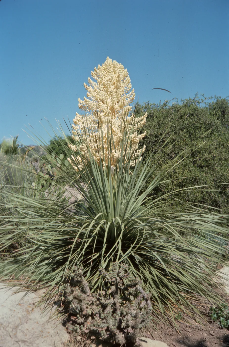 A large plant with long, spiky leaves and a giant cluster of off-white flowers among bushes and cacti in front of a clear, blue sky.