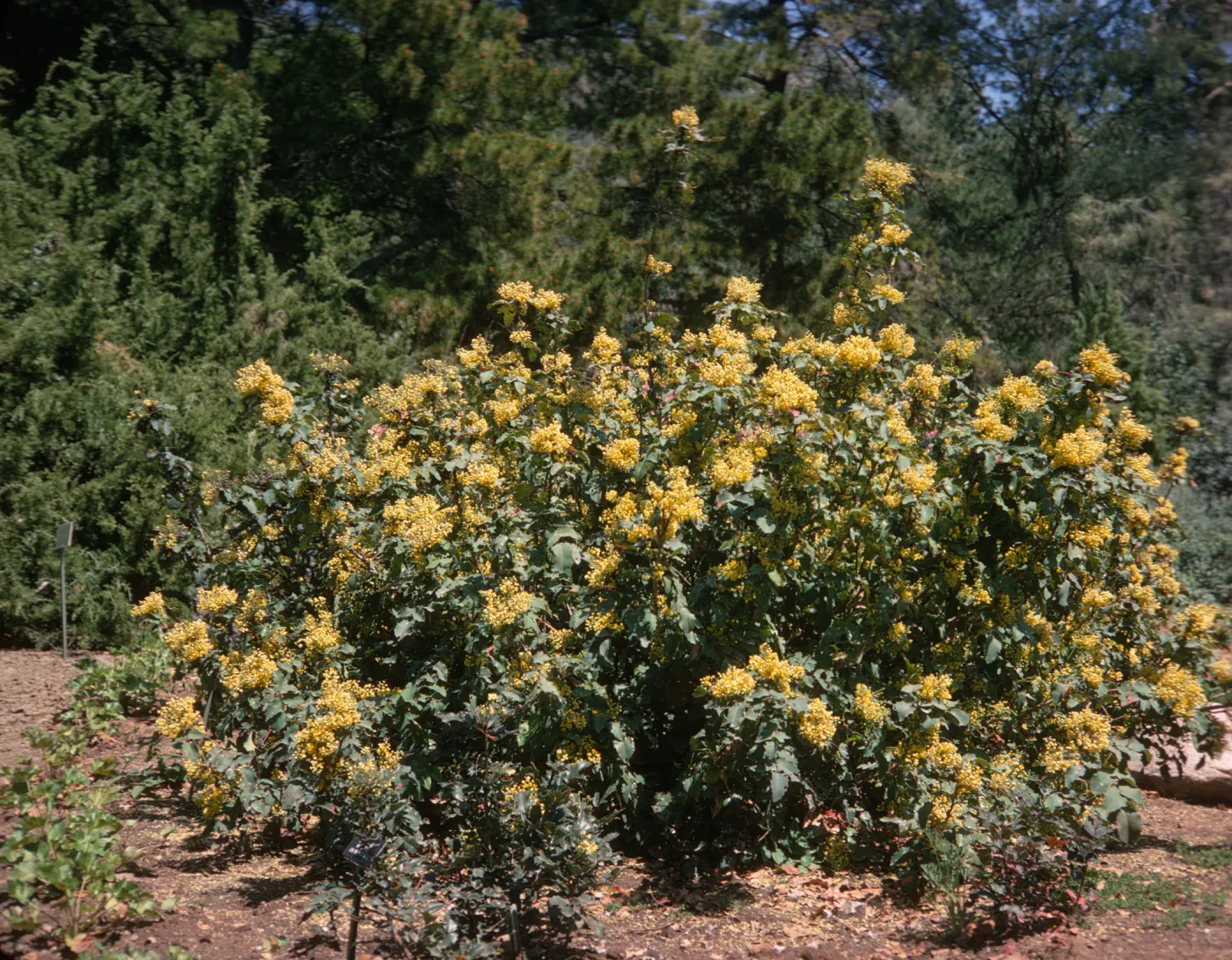 A large bush with dark green, pointed leaves blooming with many clusters of tiny yellow flowers in a mulch clearing in front of evergreen trees.