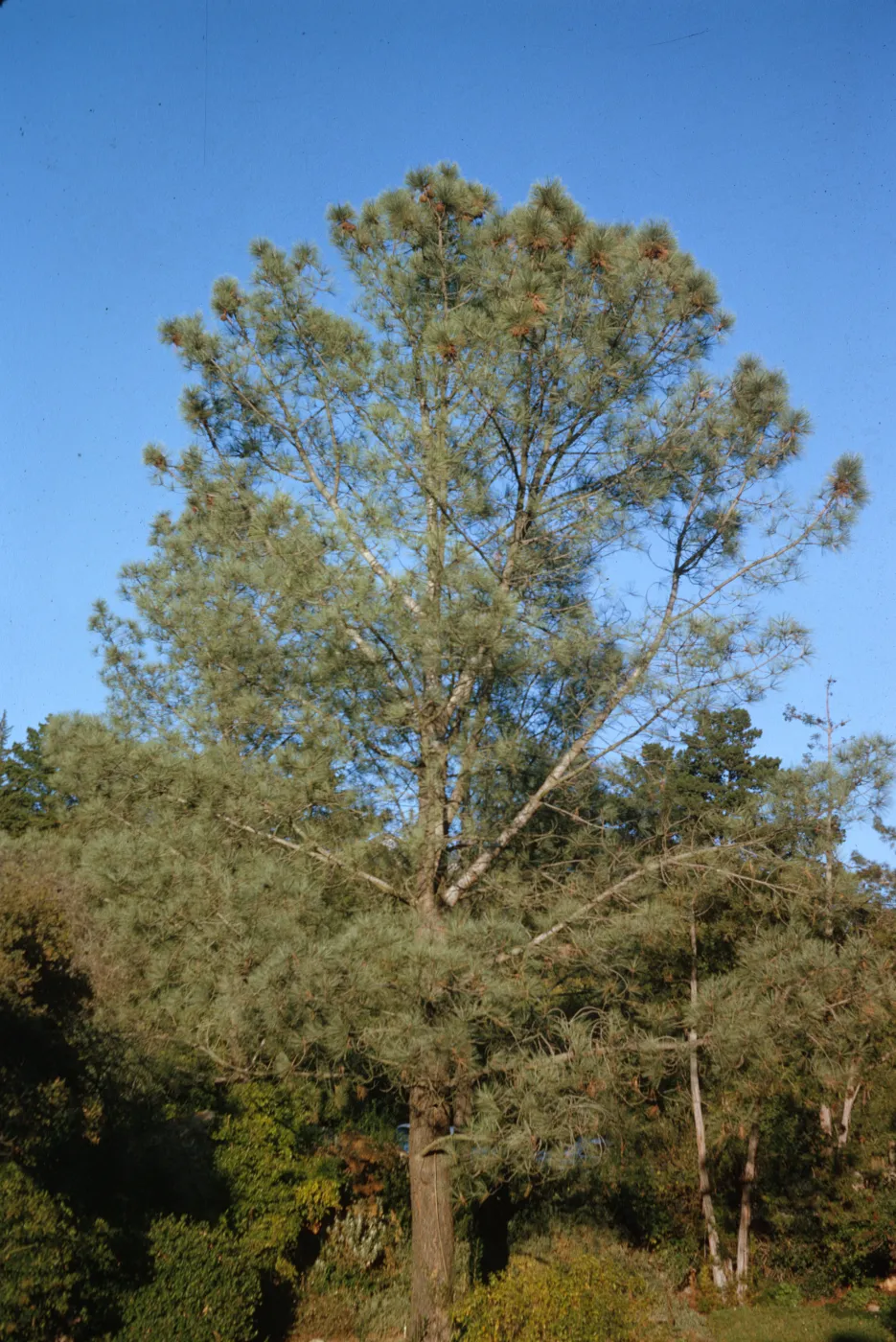 A tall evergreen tree with with many brown cones on it's uppermost branches towers over several neighboring trees. 
