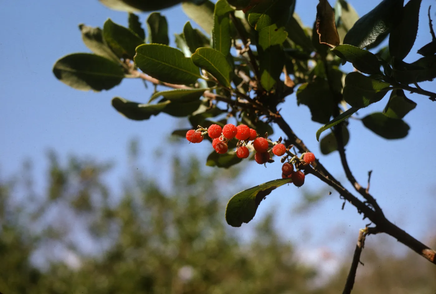 Bright sunlight shines on a narrow cluster of bubbly-textured, round, red berries and several narrow, oval-shaped leaves on thin stems. 