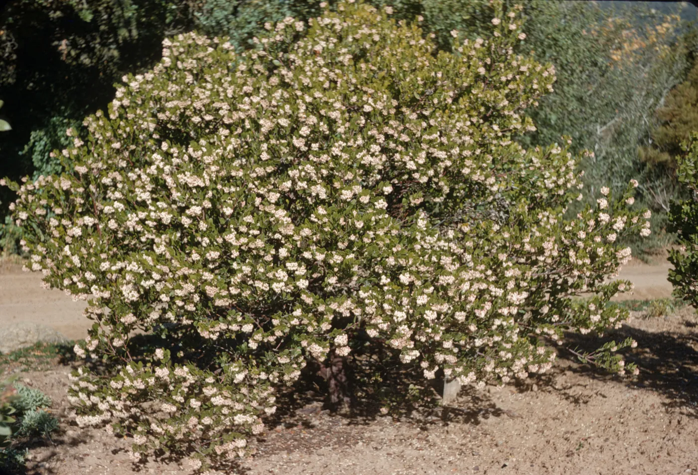 A large, green bush bursting with white flowers beside a dirt road. 