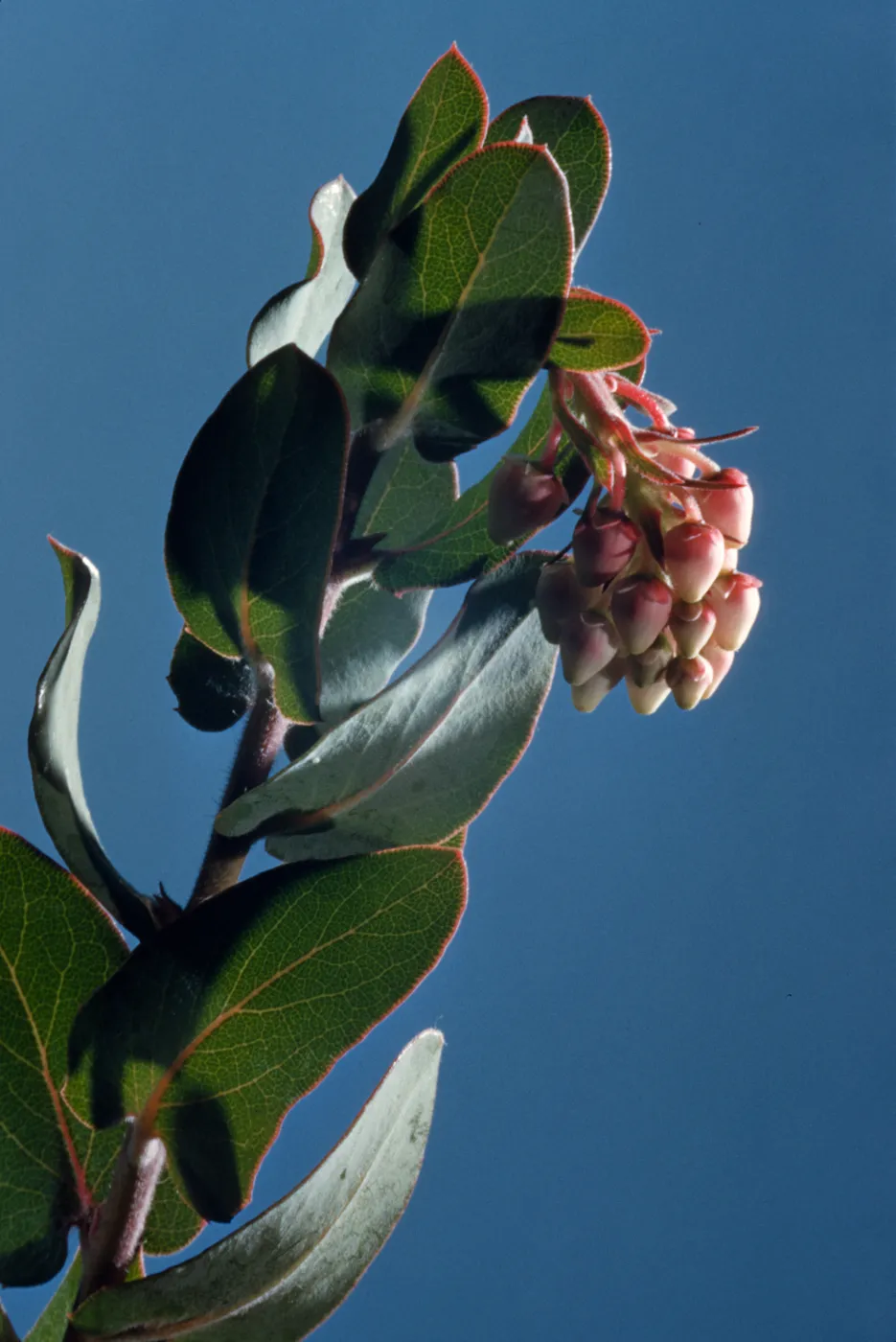 Bright sunlight shines on a cluster of tiny white and baby-pink strawberry-shaped fruits. The fruits grow from the end of a stem of arrow-shaped, red-veined leaves against a bright blue sky.