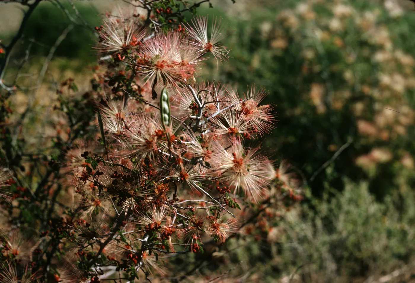 A cluster of flowers consisting of red cores surrounded by white and red stamen grow on the end of several thin, woody stems. 