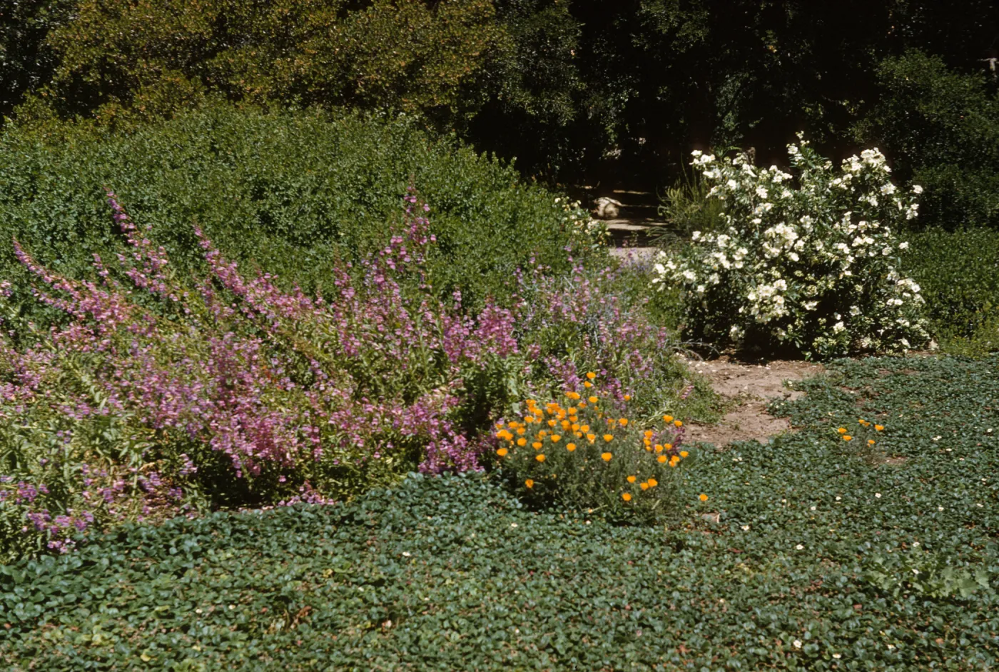 A large bush laden with white flowers, a large bush covered in upward-reaching spikes of pink flowers, and a small bush of cup-shaped, bright-yellow flowers grow at the edge of a shady forest.