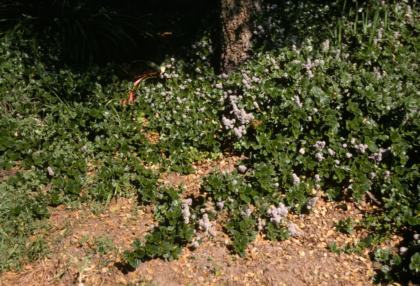 A low bush with round, glossy leaves and several round clusters of tiny, lavender-colored flowers grows at the edge of a shady forest. 