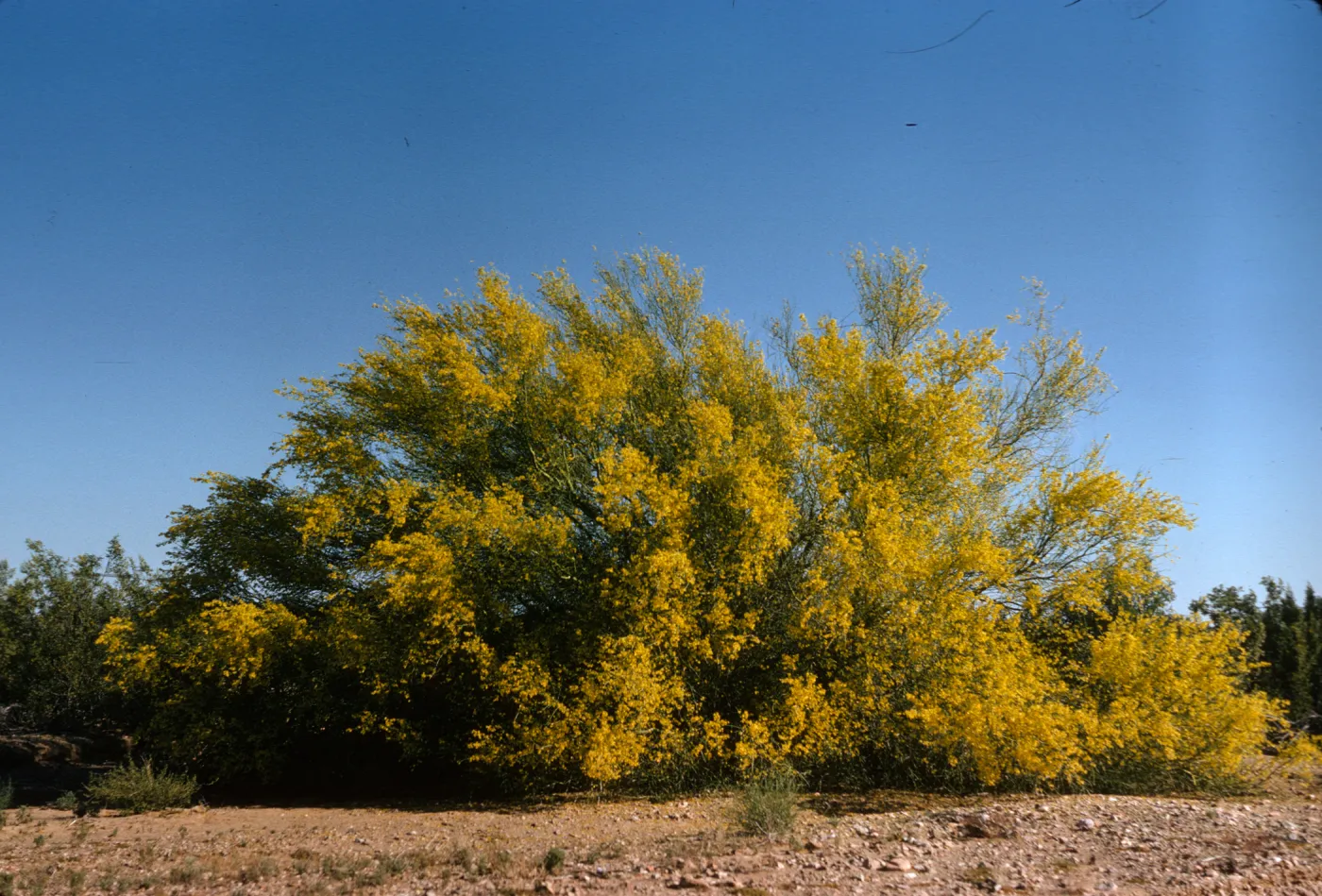 A large bush in an arid environment completely covered in yellow flowers. 
