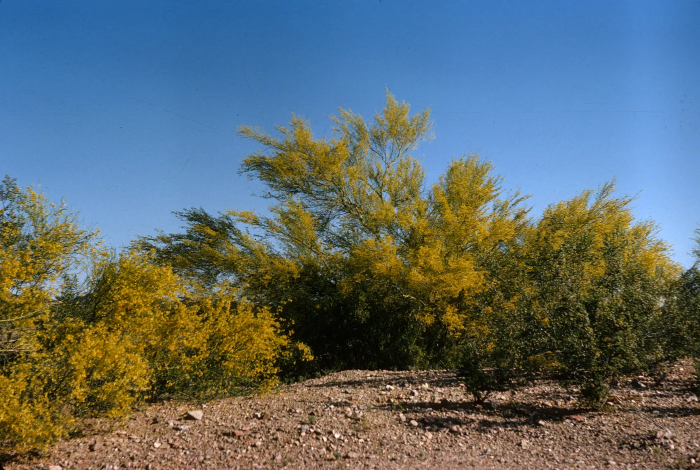A line of large bushes in an arid environment completely covered in yellow flowers.