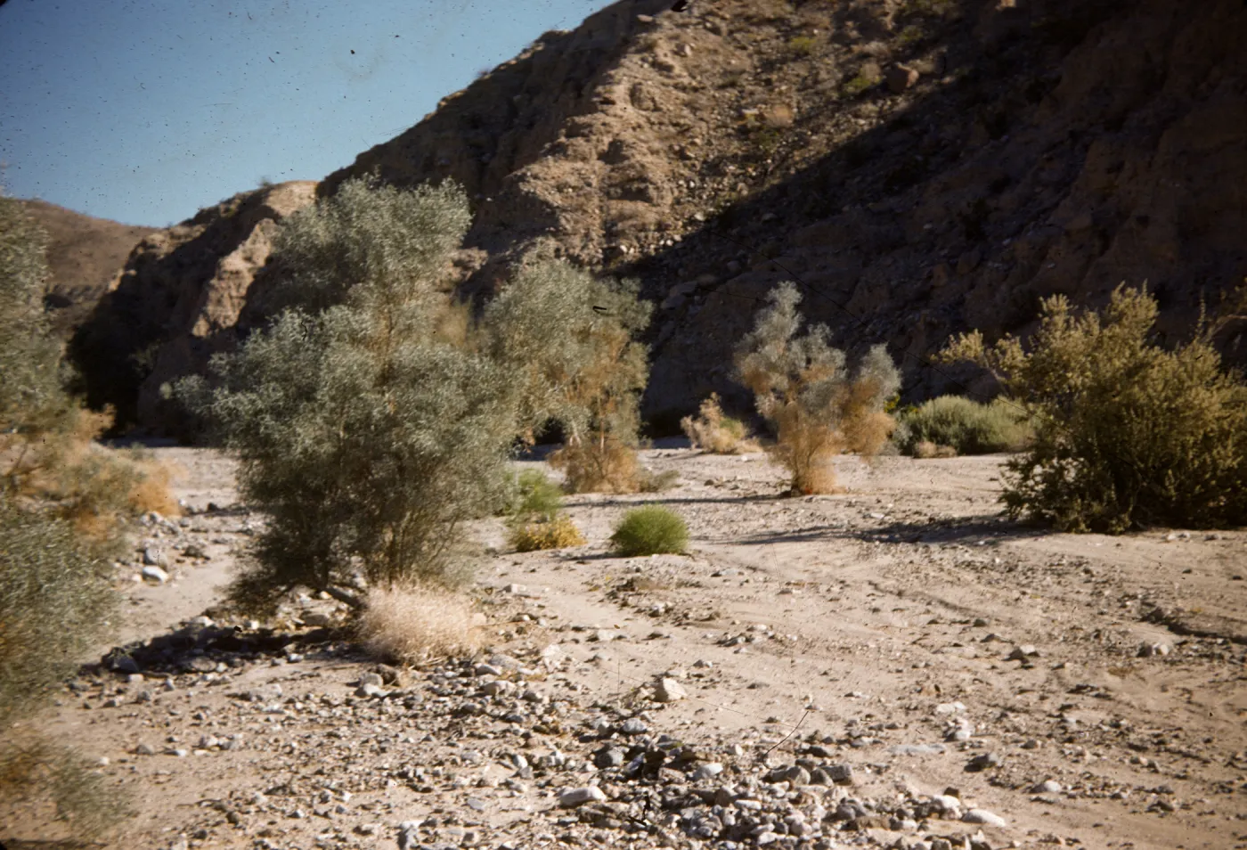 Several pale green and brown twiggy bushes grow on rocky, arid ground at the base of brown cliff. 