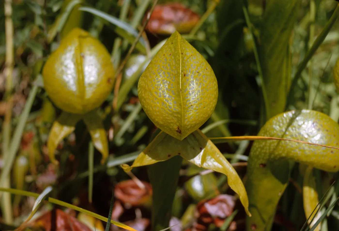 A close up of 3 veiny, yellow-green, pitcher-shaped leaves among narrow grasses.