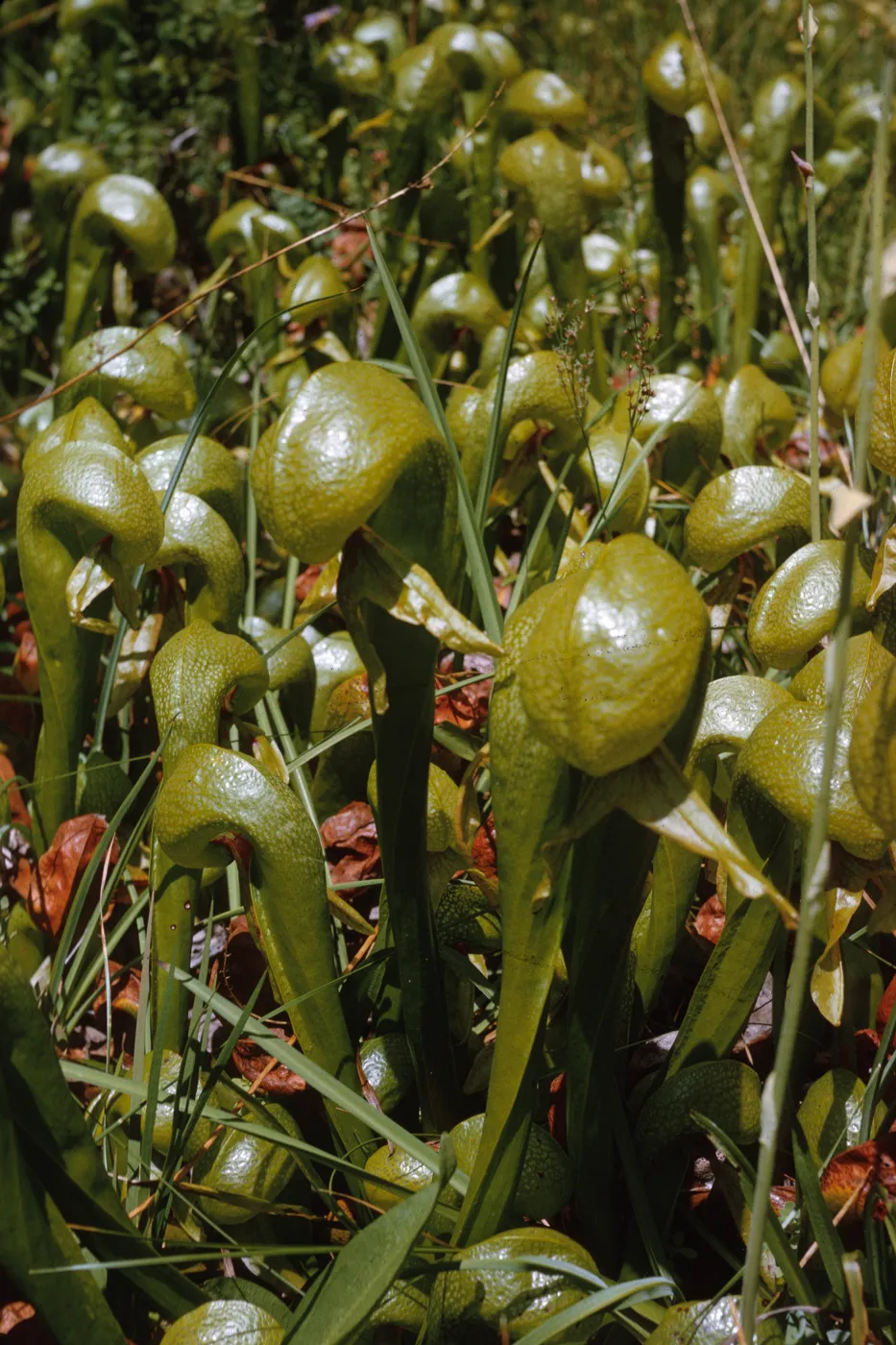 A large, dense, cluster of glossy, olive-green, pitcher-shaped plants. 
