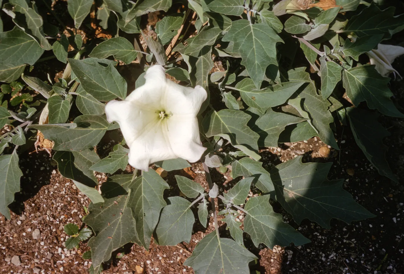 A single, five-pointed, white flower with fused petals grows amid dark green, multi-pointed leaves.