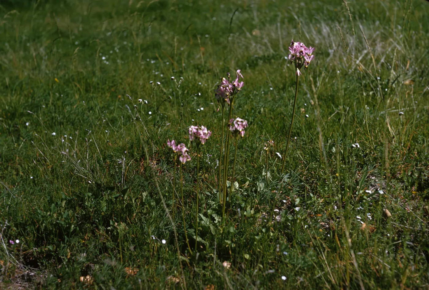 Several clusters of pink flowers stand on long stems above a grassy field. 